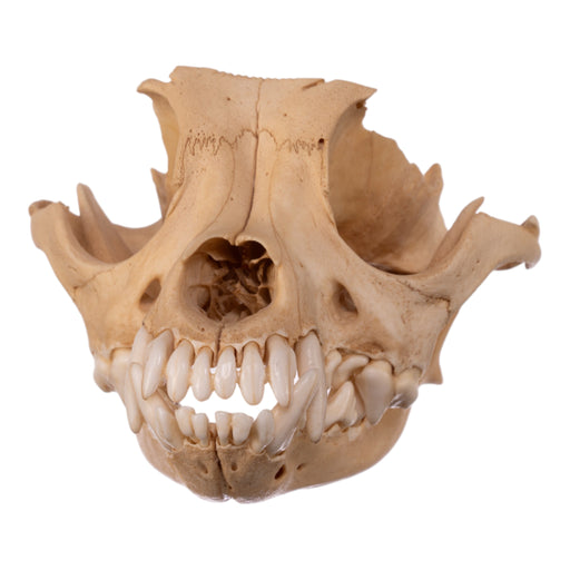 Real Domestic Dog Skull - Chihuahua Mix (Partial)