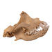 Real Domestic Dog Skull - Chihuahua Mix (Partial)