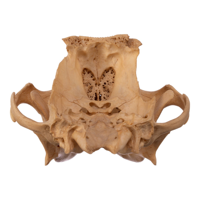 Real Domestic Dog Skull - Chihuahua Mix (Partial)