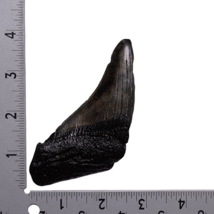 Real Megalodon Tooth - Half