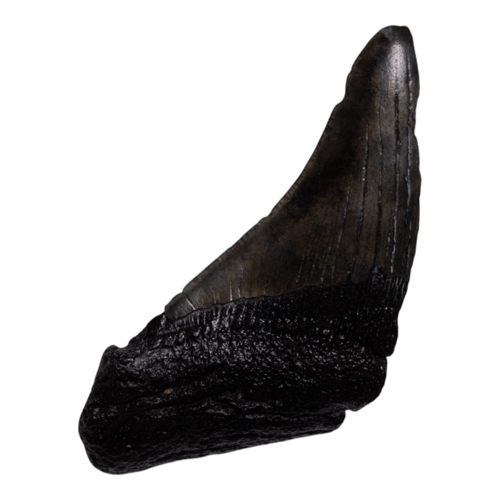 Real Megalodon Tooth - Half