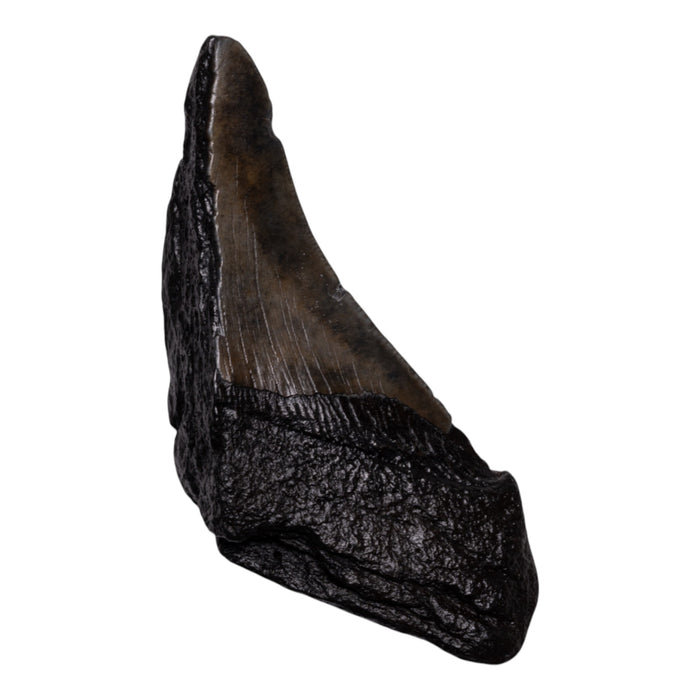 Real Megalodon Tooth - Half