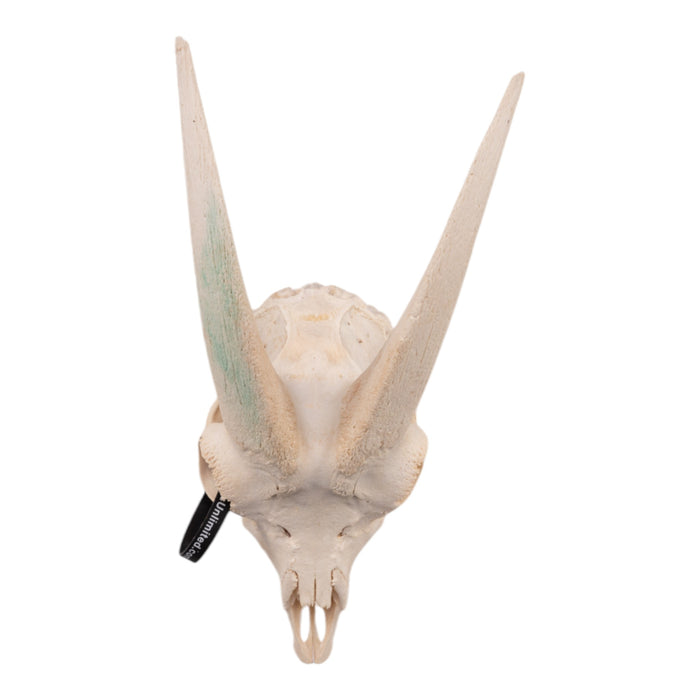 Real Domestic Goat Skull without Horns