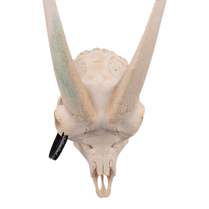 Real Domestic Goat Skull without Horns