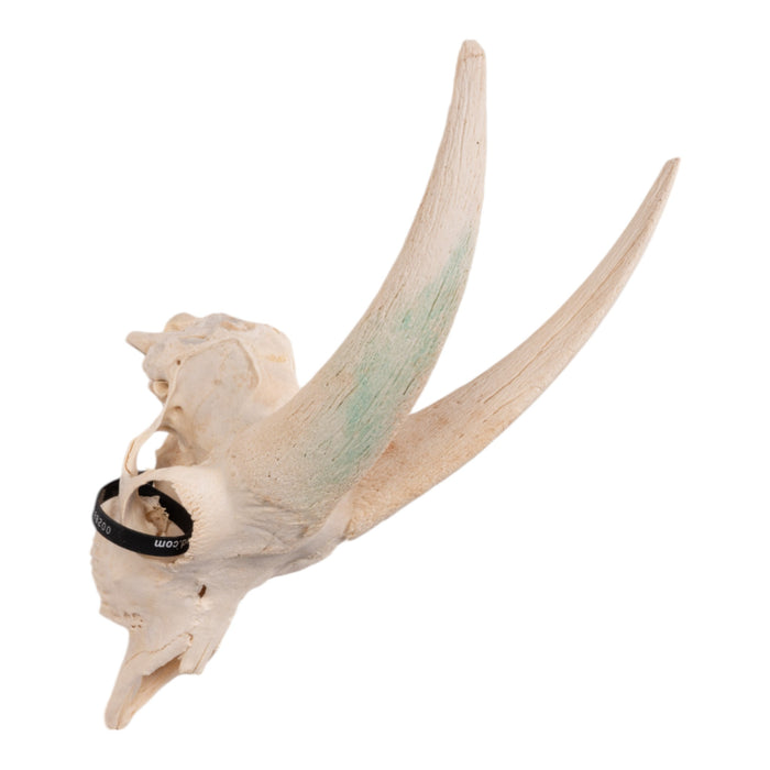 Real Domestic Goat Skull without Horns