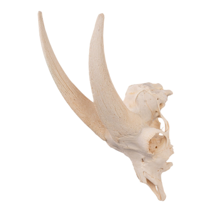 Real Domestic Goat Skull without Horns