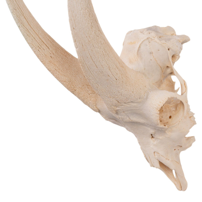 Real Domestic Goat Skull without Horns