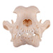 Real Domestic Dog Skull - Boxer