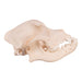 Real Domestic Dog Skull - Boxer