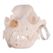 Real Domestic Dog Skull - Rottweiler