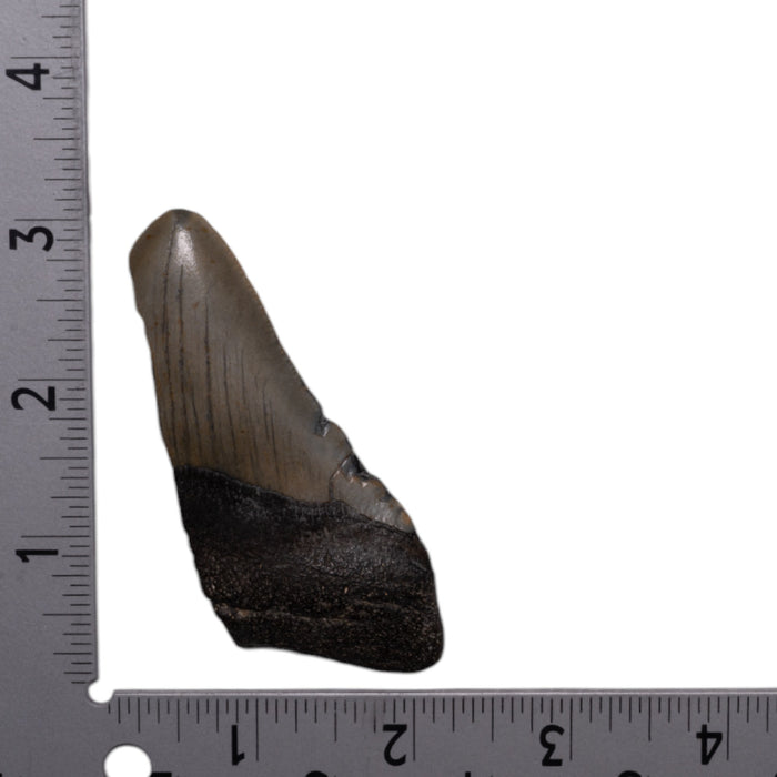 Real Megalodon Tooth - Half