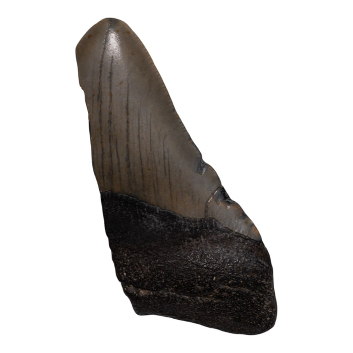 Real Megalodon Tooth - Half