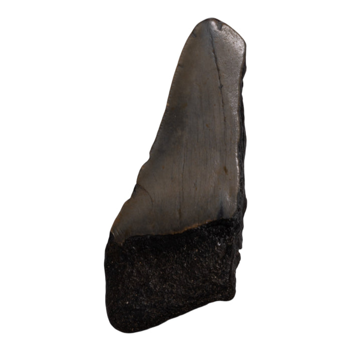 Real Megalodon Tooth - Half