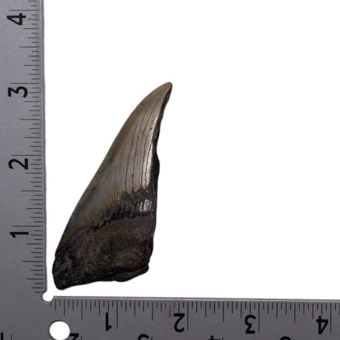 Real Megalodon Tooth - Half