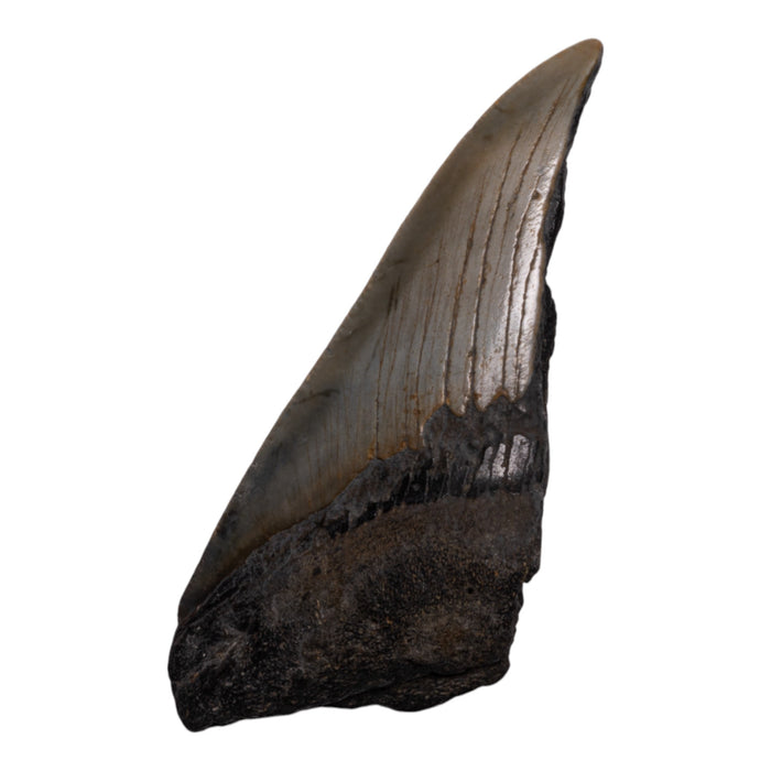 Real Megalodon Tooth - Half