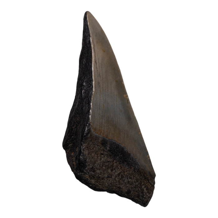 Real Megalodon Tooth - Half