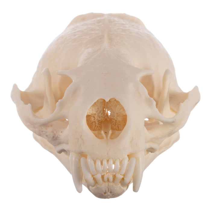 Real American River Otter Skull - Pathology