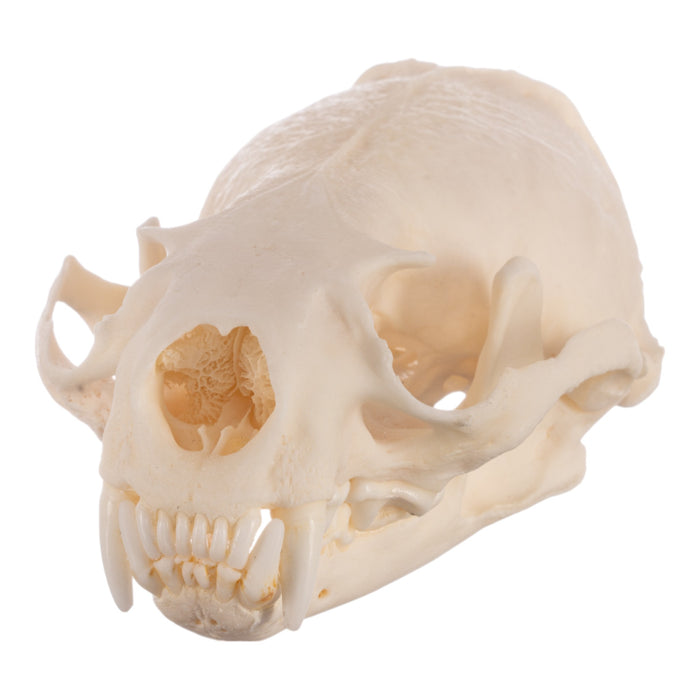 Real American River Otter Skull - Pathology