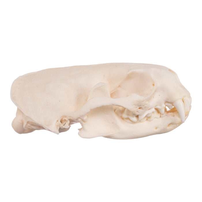 Real American River Otter Skull - Pathology