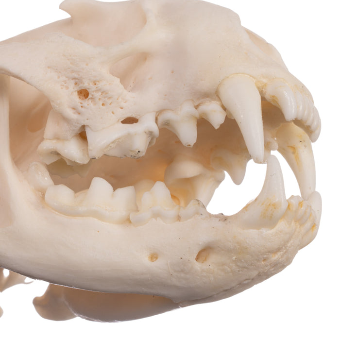 Real American River Otter Skull - Pathology