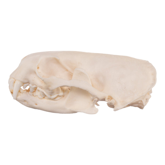 Real American River Otter Skull - Pathology