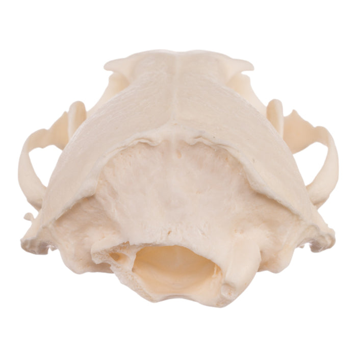 Real American River Otter Skull - Pathology