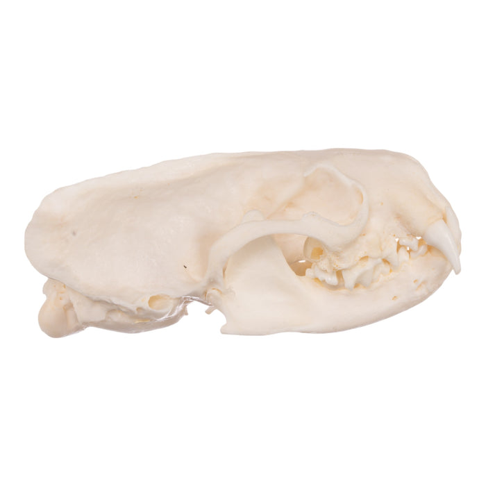 Real Mink Skull - Pathology