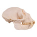 Real Greater Spot-nosed Monkey Skull - Male