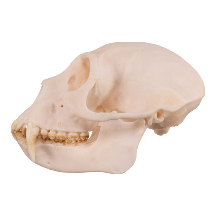 Real Greater Spot-nosed Monkey Skull - Male