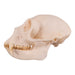 Real Greater Spot-nosed Monkey Skull - Male