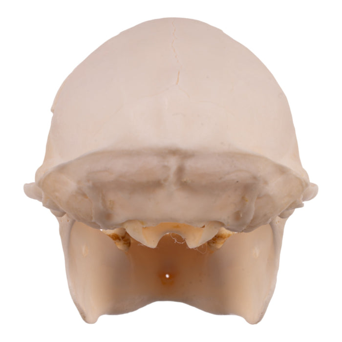 Real Greater Spot-nosed Monkey Skull - Male