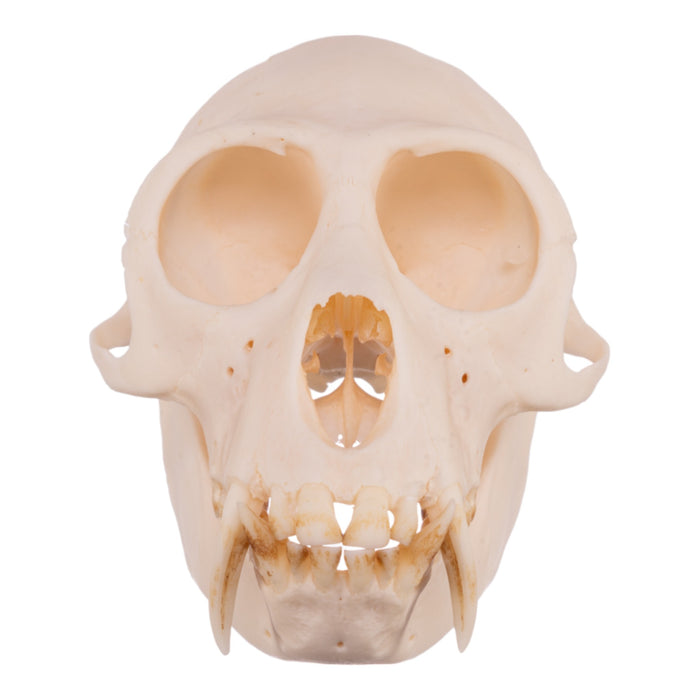 Real Greater Spot-nosed Monkey Skull - Male