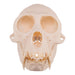 Real Greater Spot-nosed Monkey Skull - Male