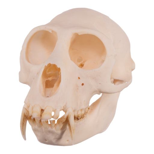 Real Greater Spot-nosed Monkey Skull - Male