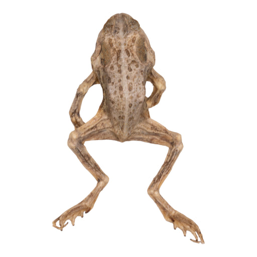 Real Freeze-dried Frog