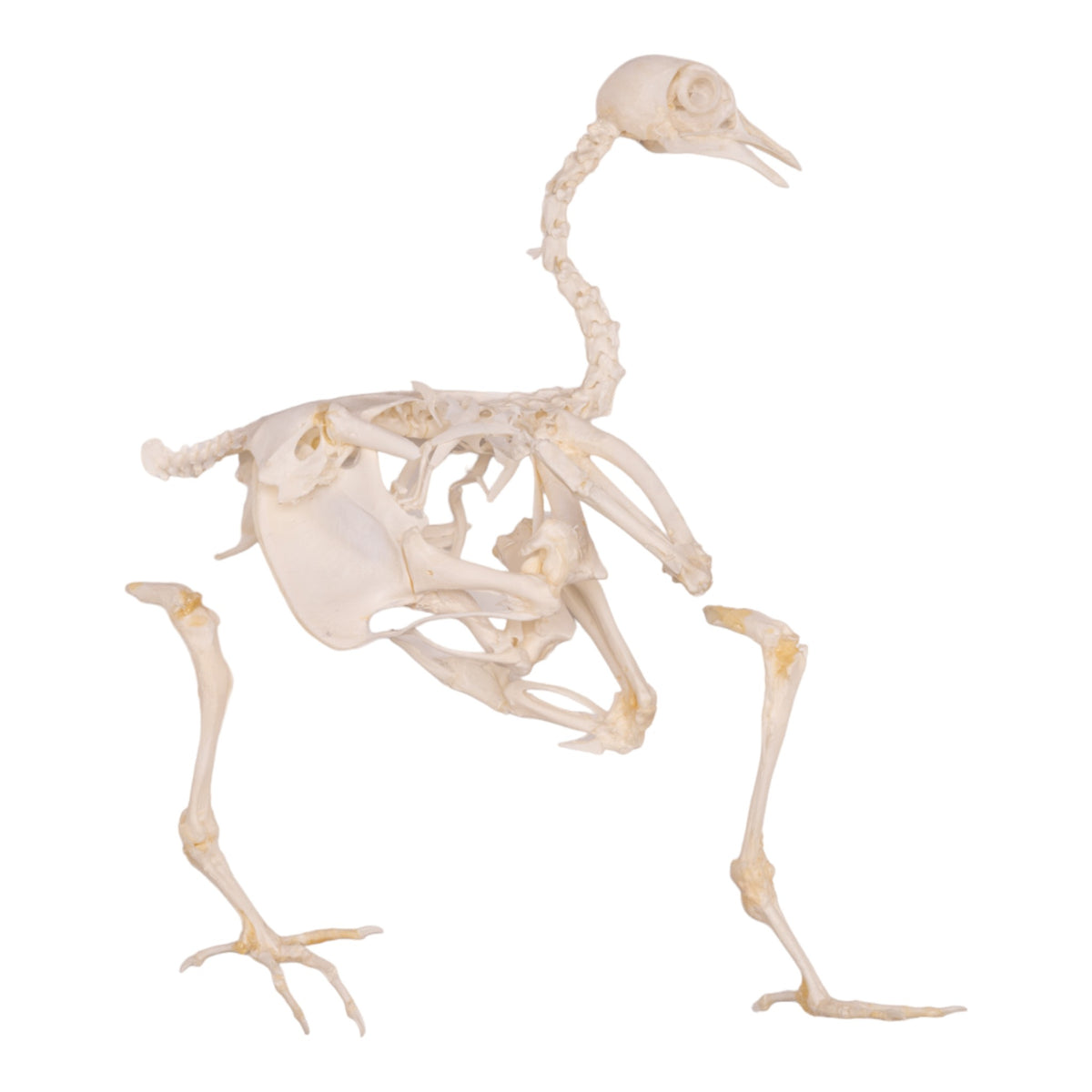 Real Quail Skeleton - Partially Articulated For Sale — Skulls Unlimited 