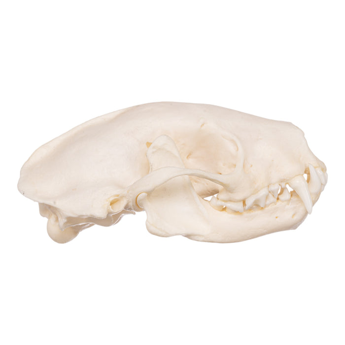 Real Striped Skunk Skeleton - Disarticulated