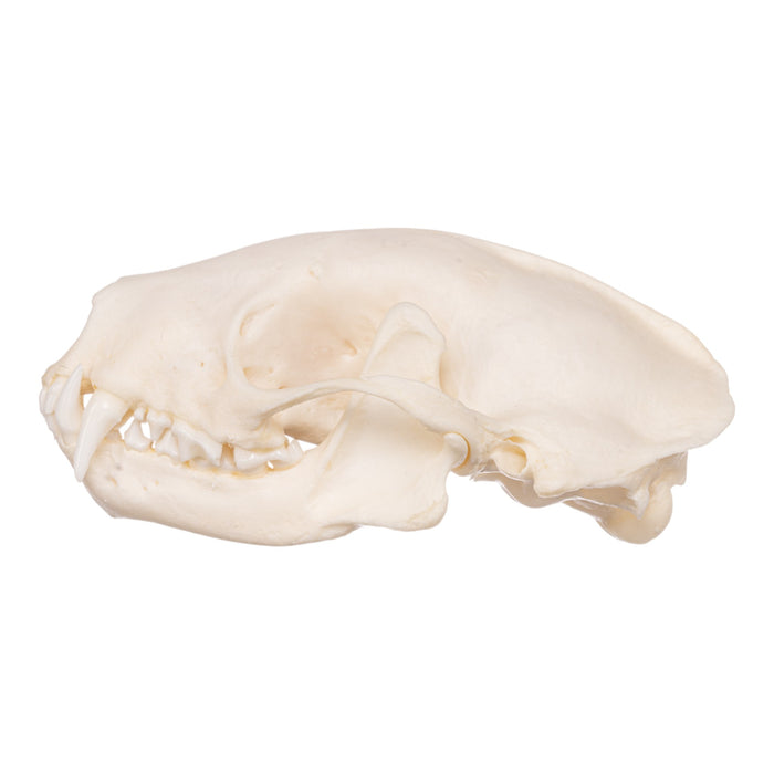 Real Striped Skunk Skeleton - Disarticulated