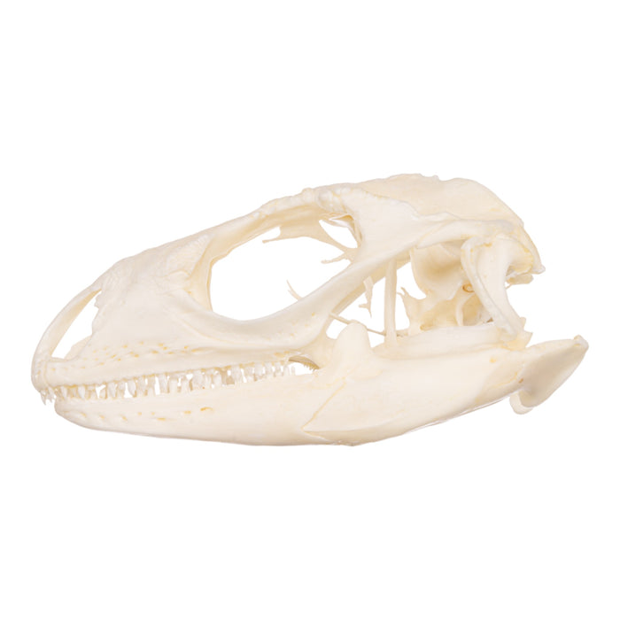 Real Cuban Iguana Skeleton - Disarticulated