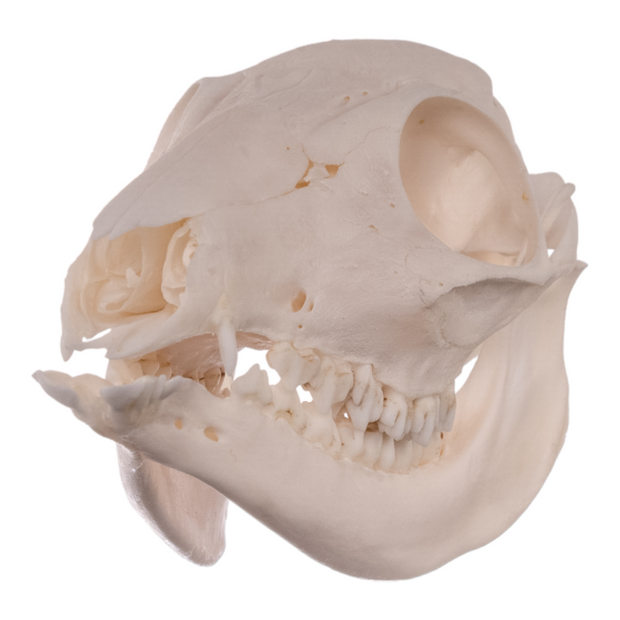 Real Water Chevrotain Skull - Female