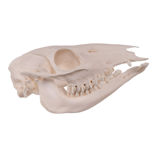 Real Water Chevrotain Skull - Female