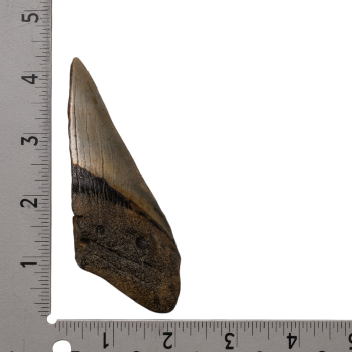 Real Megalodon Tooth - Half