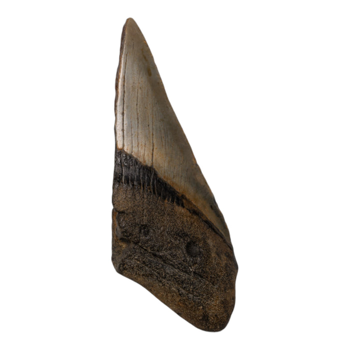 Real Megalodon Tooth - Half