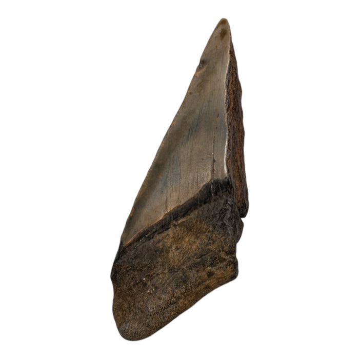 Real Megalodon Tooth - Half