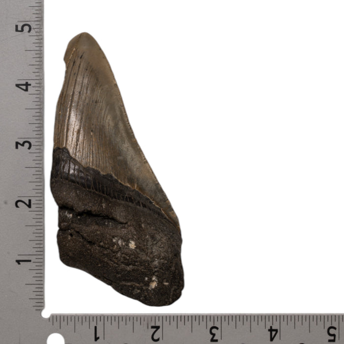 Real Megalodon Tooth - Half