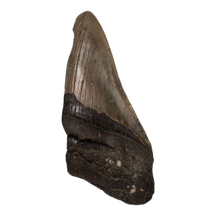 Real Megalodon Tooth - Half