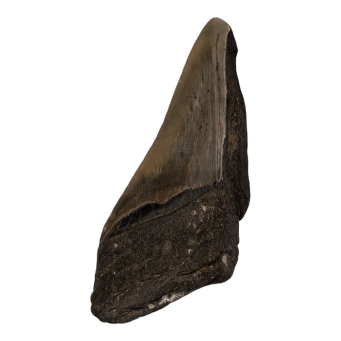 Real Megalodon Tooth - Half