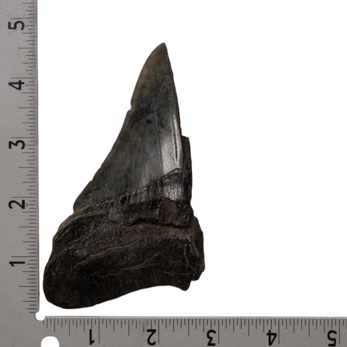 Real Megalodon Tooth - Half