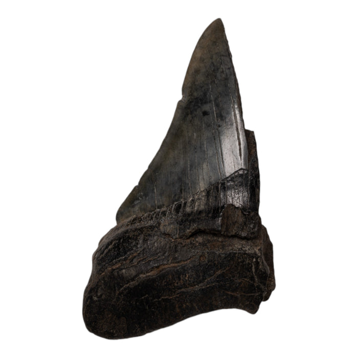 Real Megalodon Tooth - Half