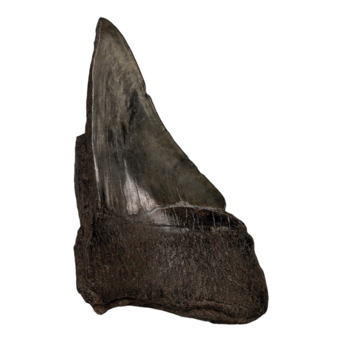 Real Megalodon Tooth - Half